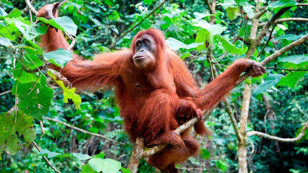 caracteristicas-del-orangutan-1